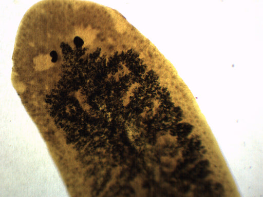 Carbon Fed Planaria - Prepared Microscope Slide - 75x25mm