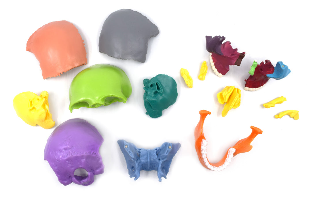 Didactic Mini Skull, Multicolored - 15 Pieces, Magnetic Mounting