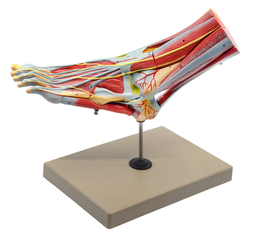 Foot & Ankle, Muscle and Ligaments Model, 8 Part - Includes Mount