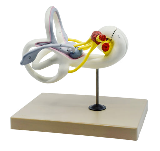 Inner Ear Labyrinth Model - 16X Life Size - Sectioned Cochlea - Designed by Medical Professionals & Hand Painted