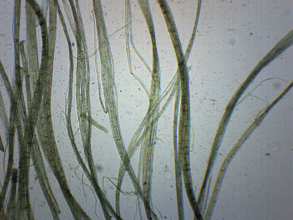 Linen - Prepared Microscope Slide - 75x25mm