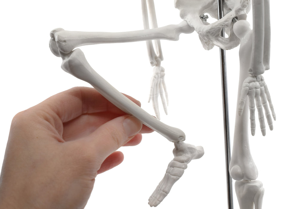 Miniature Human Skeleton Model, 17.5" Tall