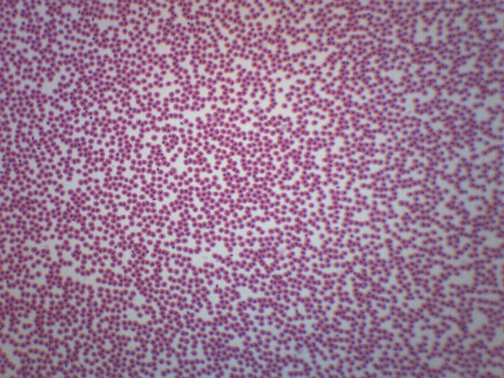Fish Blood Smear - Prepared Microscope Slide - 75x25mm