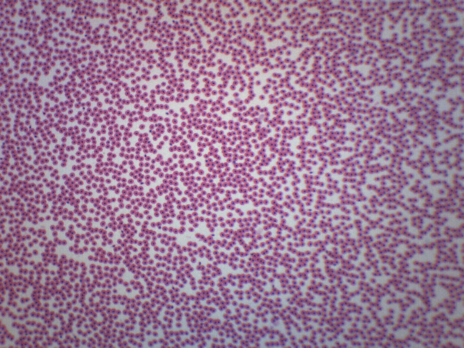 Fish Blood Smear - Prepared Microscope Slide - 75x25mm