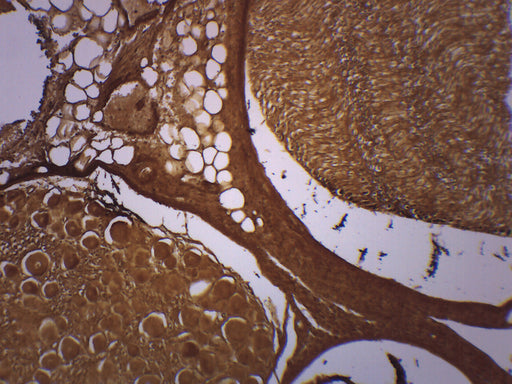 Basal Spinal Ganglion - Prepared Microscope Slide - 75x25mm