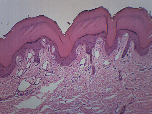 Human Skin - Prepared Microscope Slide - 75x25mm