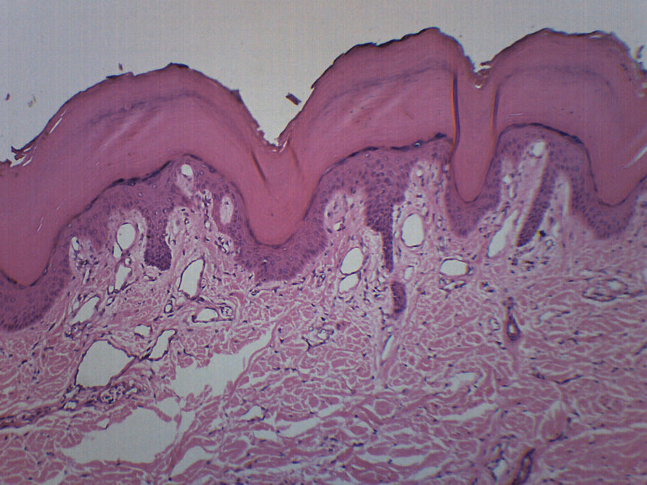 Human Skin - Prepared Microscope Slide - 75x25mm