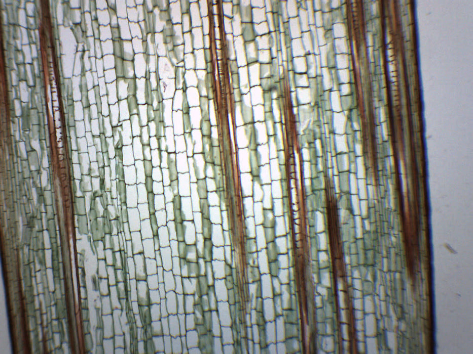 Zea Mays Stem - Longitudinal Section - Prepared Microscope Slide - 75x25mm