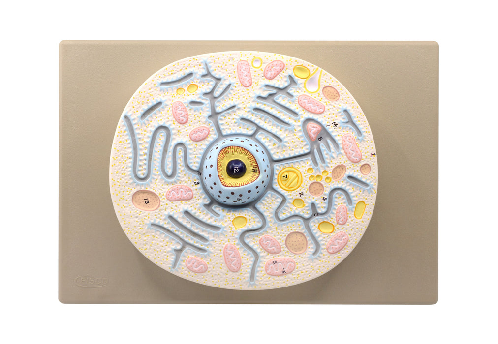 Animal Cell Model - Mounted on 13"x9" Base