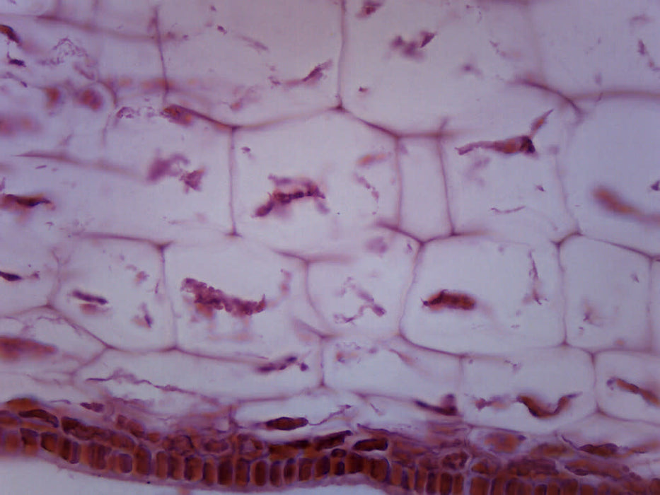 Protista Laminaria - Cross Section - Prepared Microscope Slide - 75x25mm