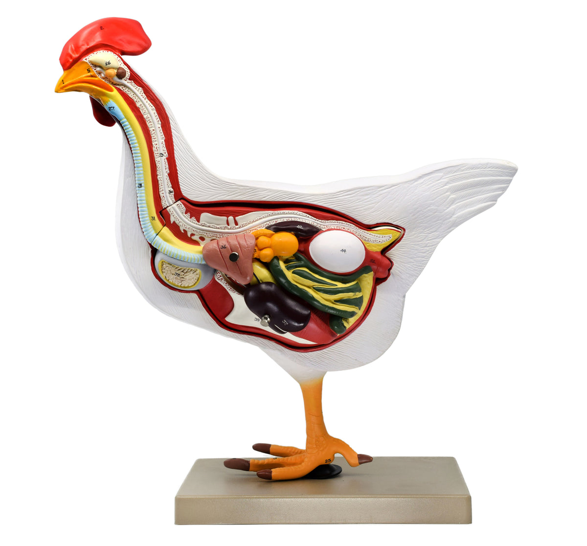 Chicken Anatomy Model, 6 Parts - Life Size — Eisco Labs