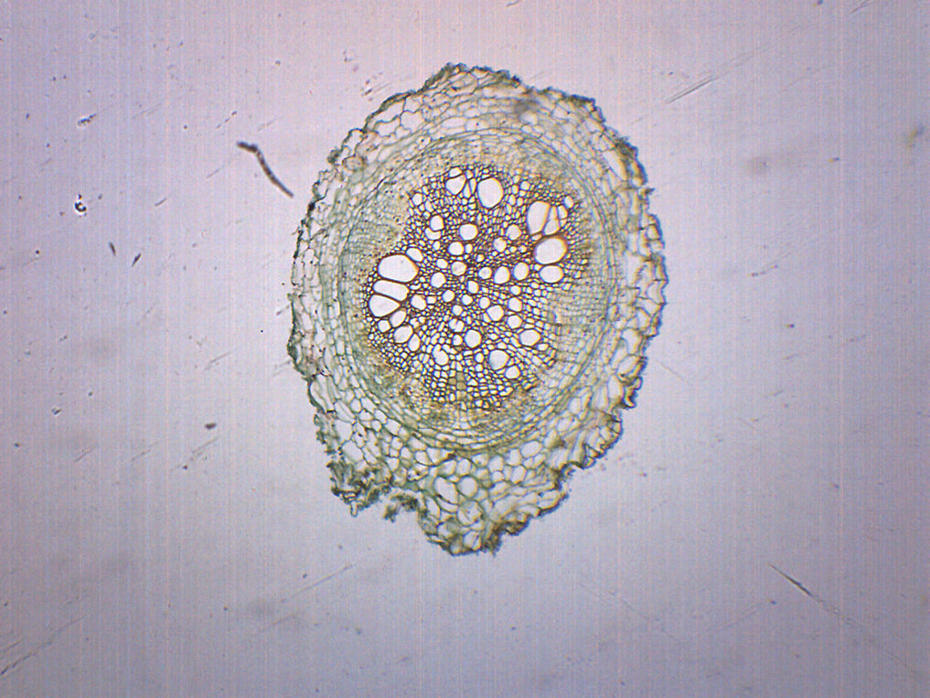 Dycot Root Microscope Monocot & Dicot Root - Prepared Microscope Slide - 75x25mm — Eisco Labs