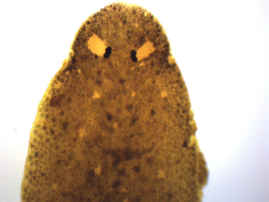 Planaria - Wholemount - Prepared Microscope Slide - 75x25mm