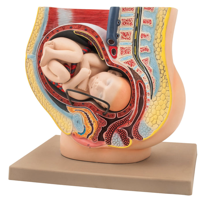 Female Pelvis with Baby, 13 Inch - Shows Pregnancy at 9 Months, Full Term - Removable Fetus - Eisco Labs