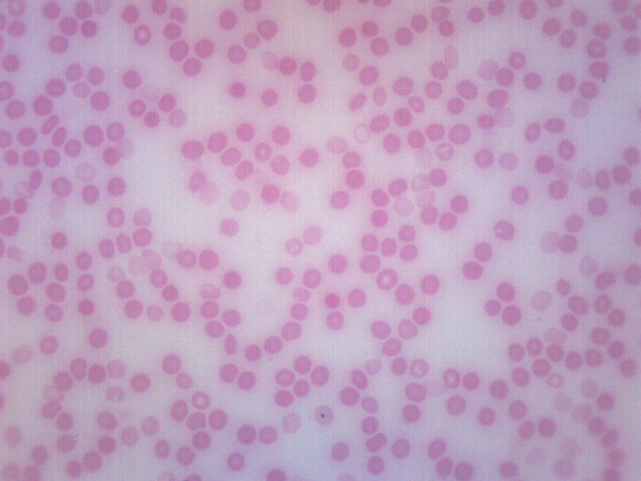 Human Blood Smear - Prepared Microscope Slide - 75x25mm