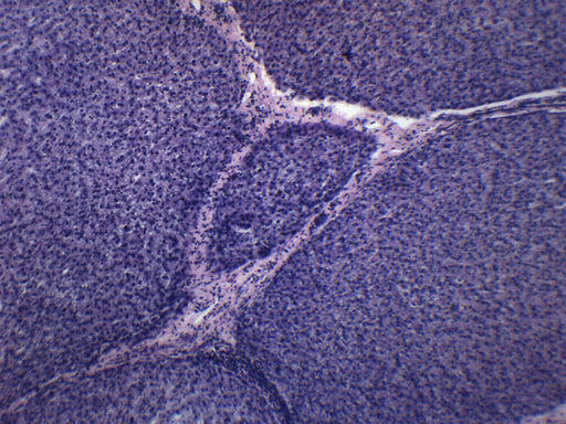Liver Section Mammal - Prepared Microscope Slide - 75x25mm