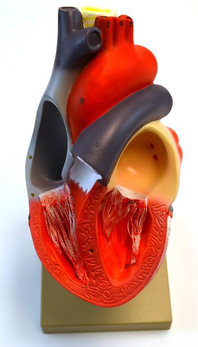 Eisco 2x Life-Size Human Heart Model, 3 Parts