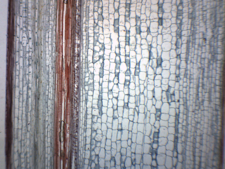 Helianthus, Old Stem - Cross Section & Longitudinal Section - Prepared Microscope Slide - 75x25mm