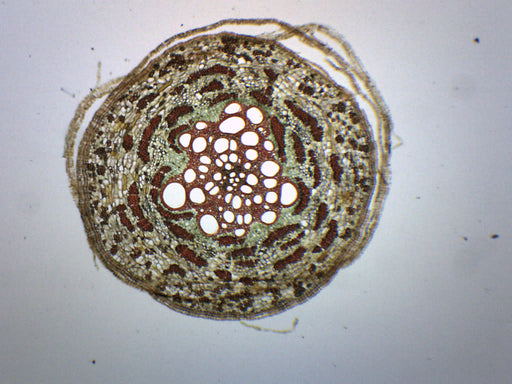 Pine, Old Root - Cross Section - Prepared Microscope Slide - 75x25mm