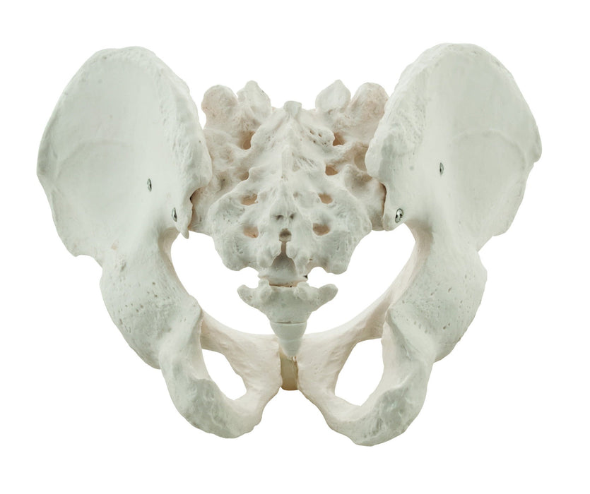 Male Pelvis Model, Human - Life Size, 3D Rendering