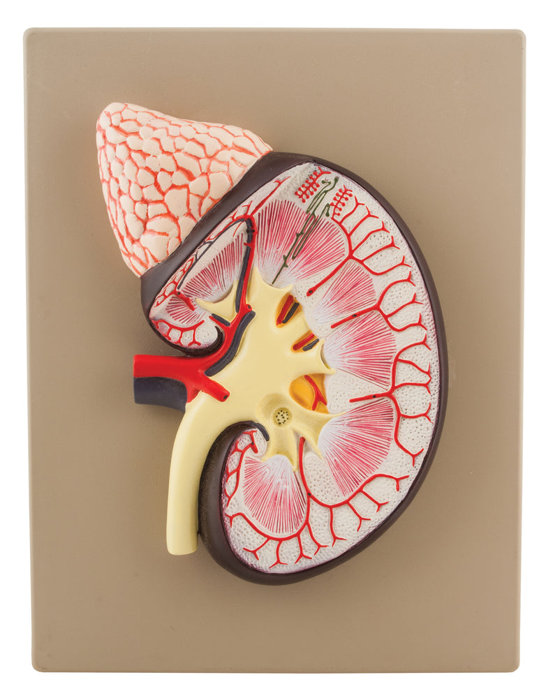 Human Kidney with Adrenal Gland Model - 3X Life Size