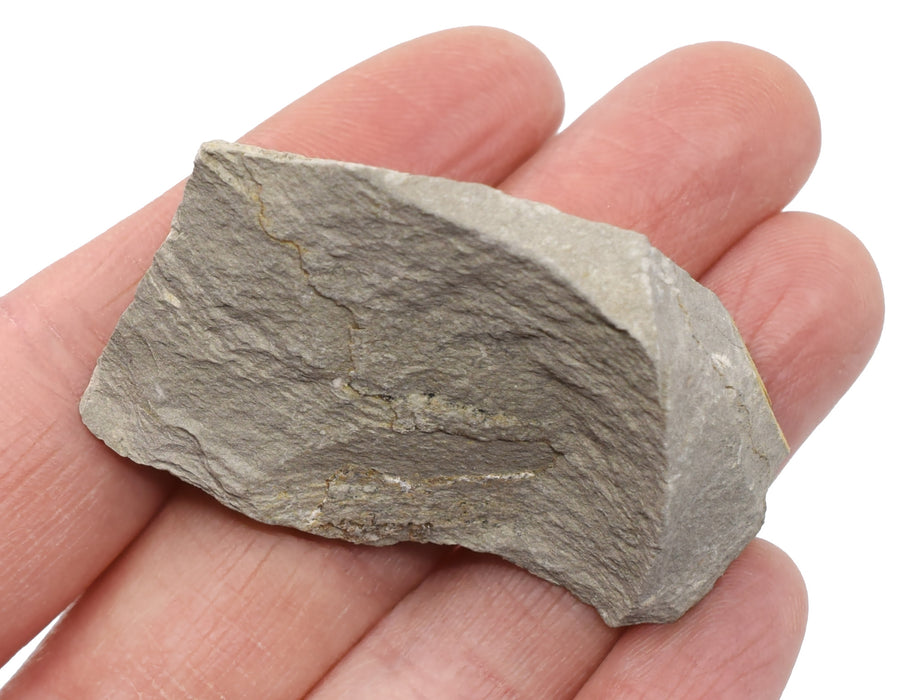 Eisco Argillaceous Shale Specimen (Sedimentary Rock), Approx. 1" (3cm) - Pack of 12