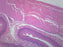 Esophagus Epithelium - Prepared Microscope Slide - 75x25mm