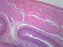 Esophagus Epithelium - Prepared Microscope Slide - 75x25mm