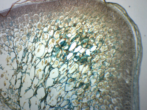 Zea Mays, Corn Grain - Longitudinal Section - Prepared Microscope Slide - 75x25mm