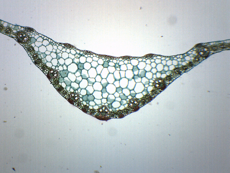 Cross Section Of Leaf Microscope
