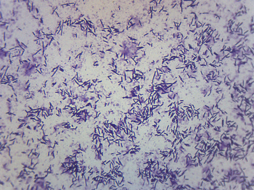 Escherichia Coli Smear - Prepared Microscope Slide - 75x25mm