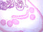 Ascaris Lumbricoides - Prepared Microscope Slide - 75x25mm