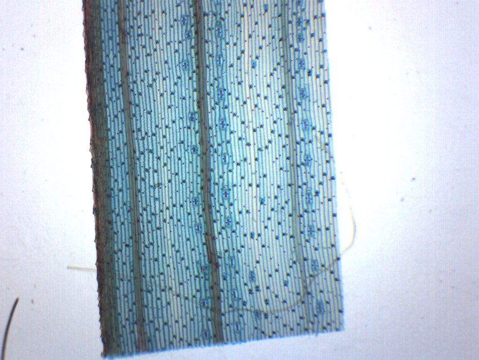 Monocot Leaf, Epidermis - Prepared Microscope Slide - 75x25mm