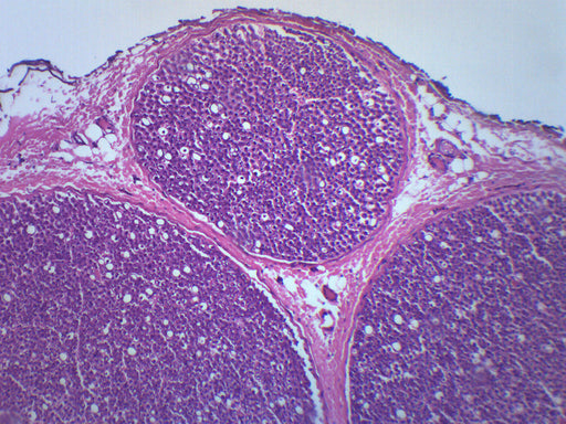 Peripheral Nerve - Prepared Microscope Slide - 75x25mm