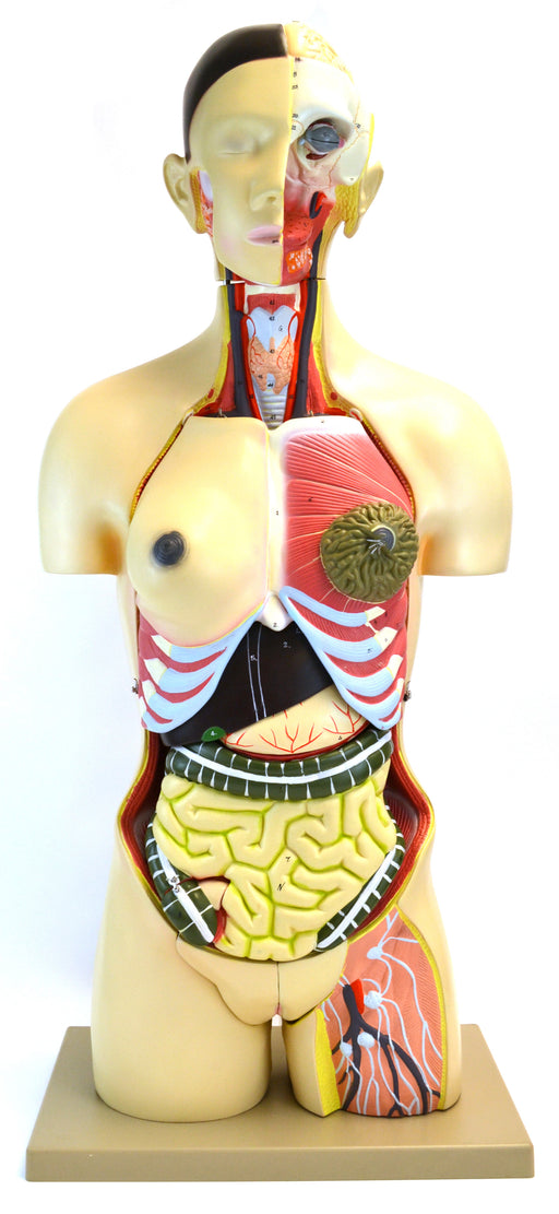Eisco Life-Size Dual Sex Premium Human Torso with Open Front and Back Sections