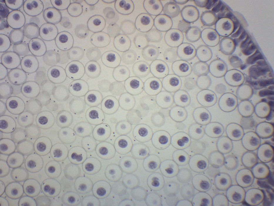 Ascaris & Onion Mitosis - Prepared Microscope Slide - 75x25mm