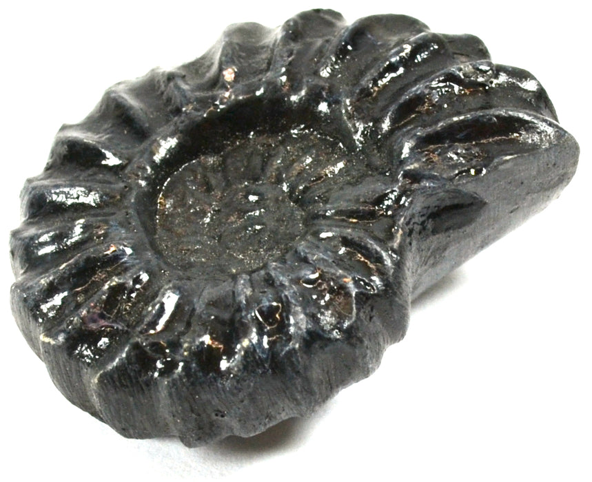 4cm Mesozoic Ammonite Fossil Replica, Perisphinctes