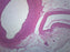 Human Artery, Vein & Nerve - Cross Section - Prepared Microscope Slide - 75x25mm