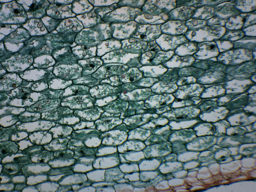 Solanum Tuber Section - Prepared Microscope Slide - 75x25mm