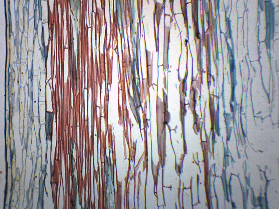 Lilium Stem Combination - Cross Section - Prepared Microscope Slide - 75x25mm