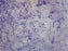 Escherichia Coli Smear - Prepared Microscope Slide - 75x25mm