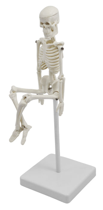 Miniature Human Skeleton Model, 8" Tall - With Mount & Stand - Anatomical Model, Articulated, Flexible Joints - Eisco Labs