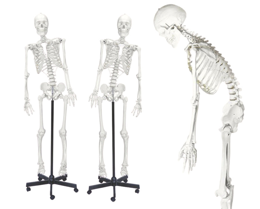 Skeleton Model, Life Size - Flexible Joints & Spine, Rod Mounted