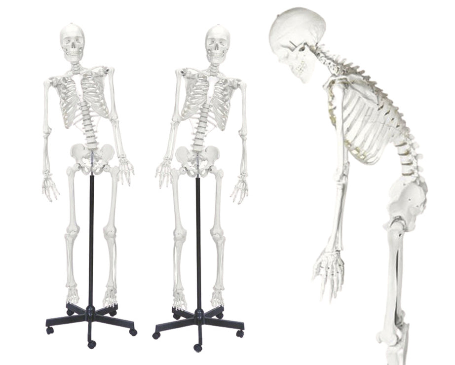 Human Skeletons & Bones — Eisco Labs