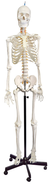 Skeleton Model, Life Size - Flexible Joints & Spine, Rod Mounted