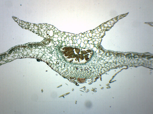 Marchantia Gemmae - Wholemount - Prepared Microscope Slide - 75x25mm