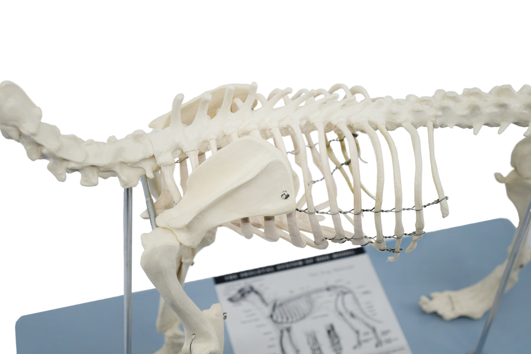Adult Dog Skeletal System, Anatomical Model, 12" Tall
