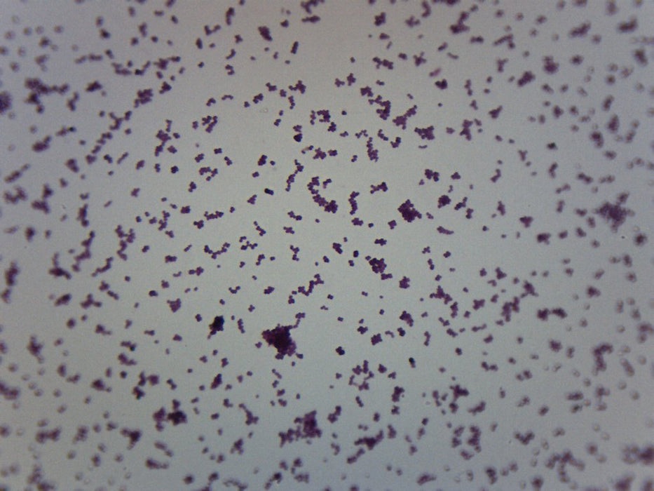 Meningococcus - Gram Neg. - Prepared Microscope Slide - 75x25mm
