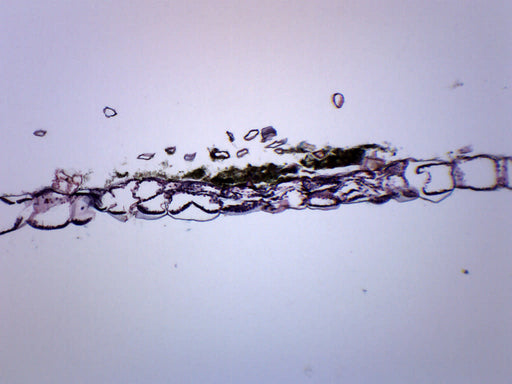 Fern Prothallium - Cross Section - Prepared Microscope Slide - 75x25mm