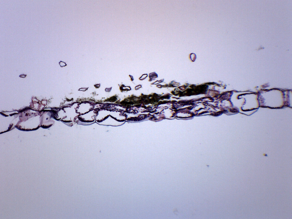 Fern Prothallium - Cross Section - Prepared Microscope Slide